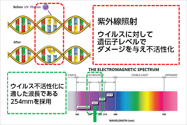 ウイルス不活性化